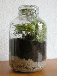 Pflanze in einem Glas