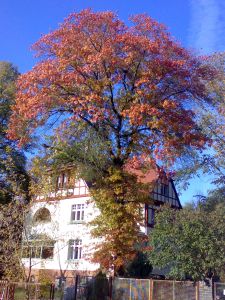 Baum vor Haus mit roten Herbstlaub