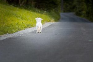 kleiner weißer Hund auf einer Straße von hinten fotografiert