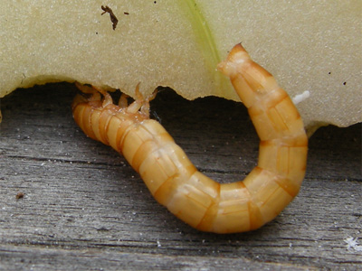 Mehlwurm versteckt sich unter Apfelscheibe